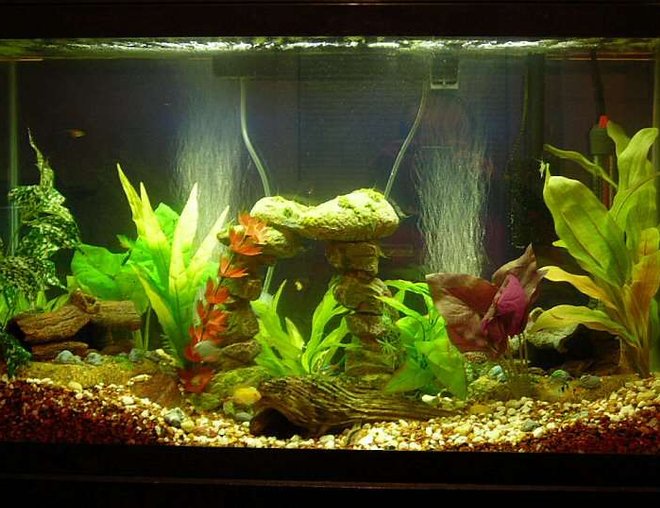 29 gallons freshwater fish tank (mostly fish and non-living decorations) - 29 gallon low brackish tank
