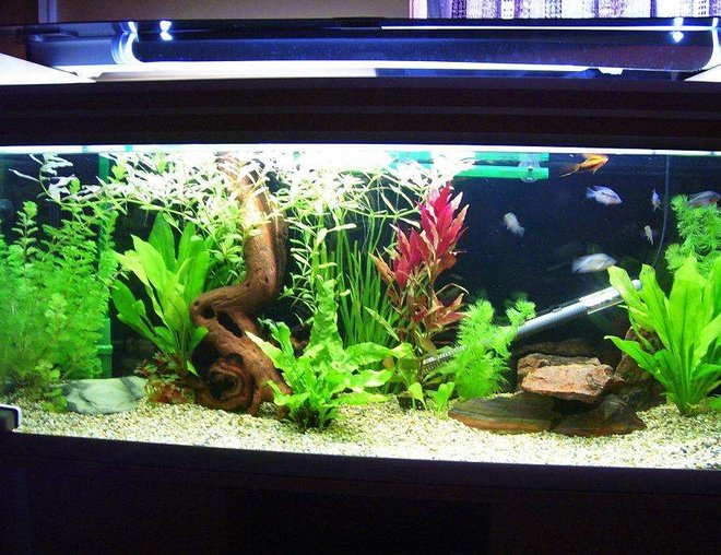 50 gallons freshwater fish tank (mostly fish and non-living decorations) - young firemouth