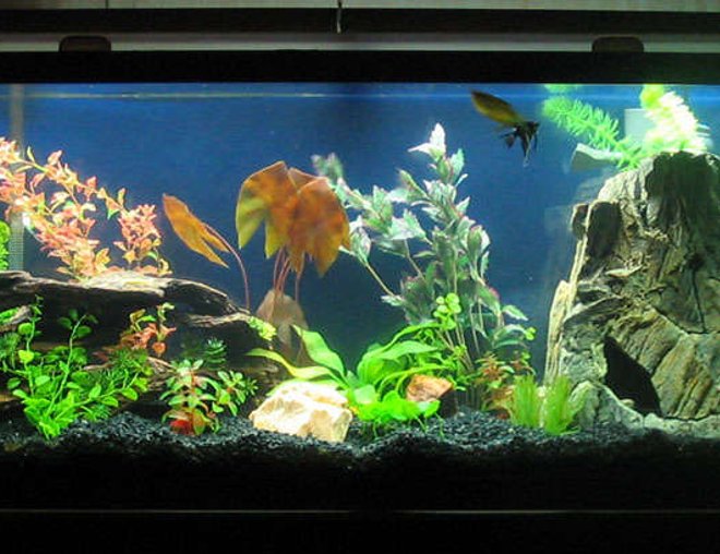 55 gallons freshwater fish tank (mostly fish and non-living decorations) - Almost finished with my first attempt at all this.  It really turned out better than I'd hoped.