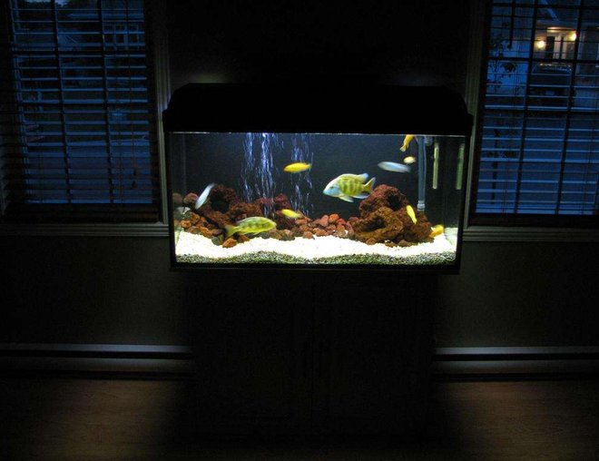 50 gallons freshwater fish tank (mostly fish and non-living decorations) - malawi with painted black background