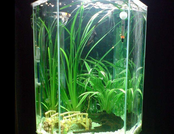 20 gallons freshwater fish tank (mostly fish and non-living decorations) - Tall Hex (Angelfish)