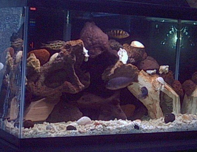 50 gallons freshwater fish tank (mostly fish and non-living decorations) - new pics I tried to delete my old one but no go,I suppose it will serve to compare the two rock formations and peoples oppinions.