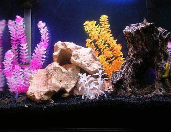 30 gallons freshwater fish tank (mostly fish and non-living decorations) - Lake Malawi Tank