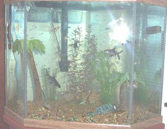 55 gallons freshwater fish tank (mostly fish and non-living decorations) - 35gal corner with 350 bio wheel, pond rocks for surface, all fake plants, with blue lights.