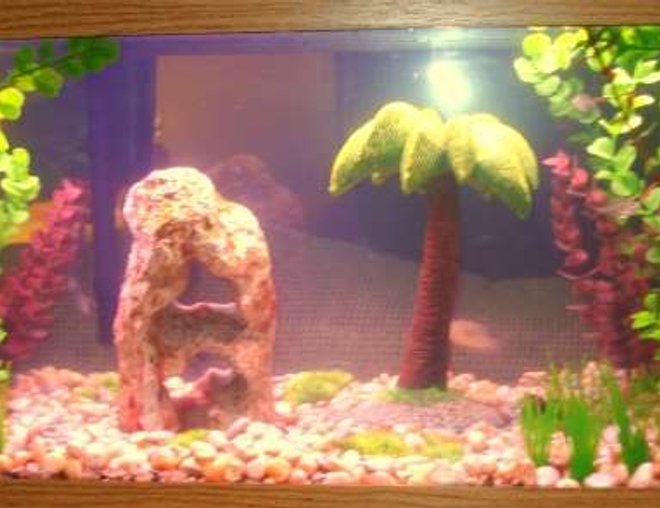 20 gallons freshwater fish tank (mostly fish and non-living decorations) - Fishies
