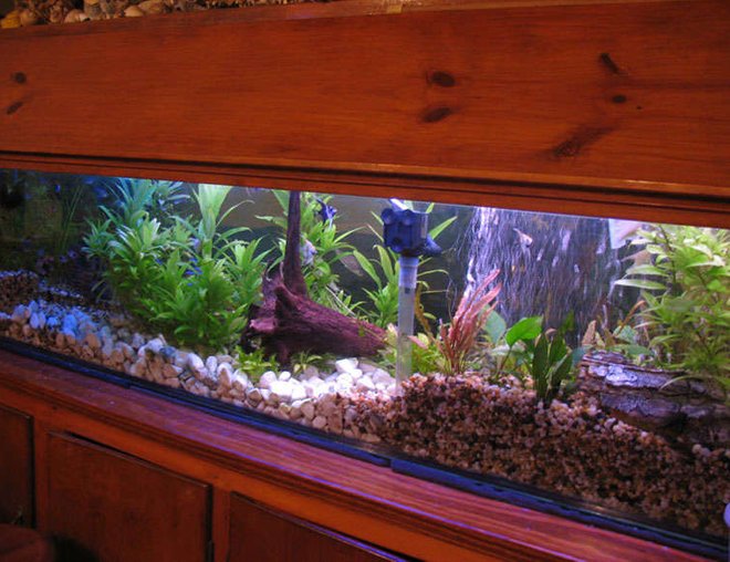 45 gallons freshwater fish tank (mostly fish and non-living decorations) - The fish tank is mounted in a wall, viewable from both sides. This is the back (less glare in the photo)