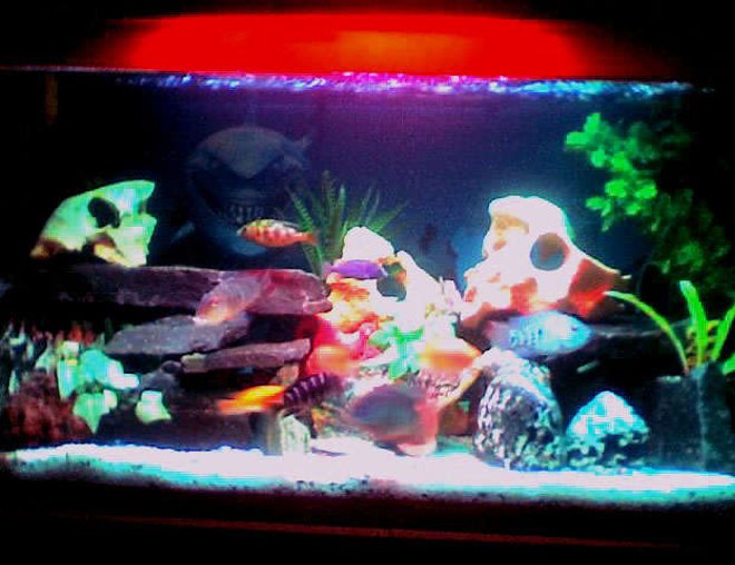 50 gallons freshwater fish tank (mostly fish and non-living decorations) - 50 gal.
overhead filter, air bubbles, fake plants, skull stones, garden rocks, 5 colors sand.
Fishes are escondido, 1 white cichlid, blue jewel, 5 colors peacock, surinamensis, tangerine, yellow prince, malari, green ceverum, 3 parrots, jacob, red peacock, blue dolphin, venustus, lanisticola and a pleco.
