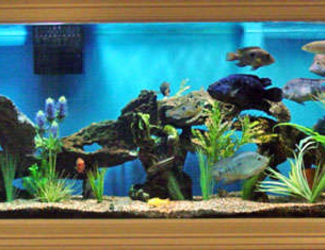 150 gallons freshwater fish tank (mostly fish and non-living decorations) - Large South and Central American Cichlids