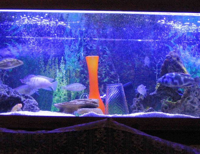 4 gallons freshwater fish tank (mostly fish and non-living decorations) - African cichlid tank, drilled, trickle filter, two lamps