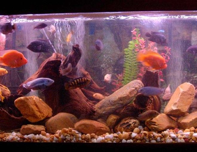 125 gallons freshwater fish tank (mostly fish and non-living decorations) - Lots of fish having a great day