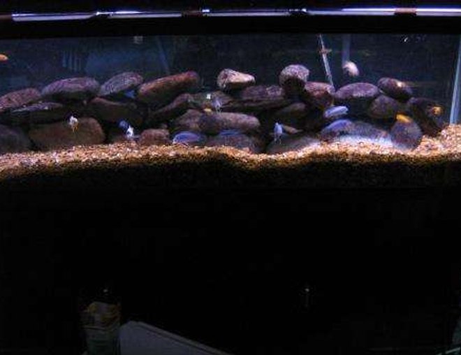 120 gallons freshwater fish tank (mostly fish and non-living decorations) - 125 gallon tank with 2 ice blues, 1 albino ice blue, 4 red zebras,1 likoma elongatus, 2 ob fuelleborni, 2 socolofi, 2 kenei, 2 colbalt zebra and many more.
