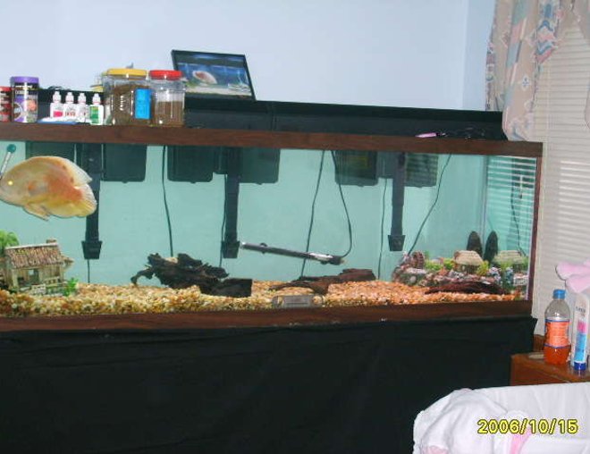 125 gallons freshwater fish tank (mostly fish and non-living decorations) - just a 125 gallon with 3 emperor 400's for filtration and 140 puonds of gravel with no plants  just the oscar and a pleco