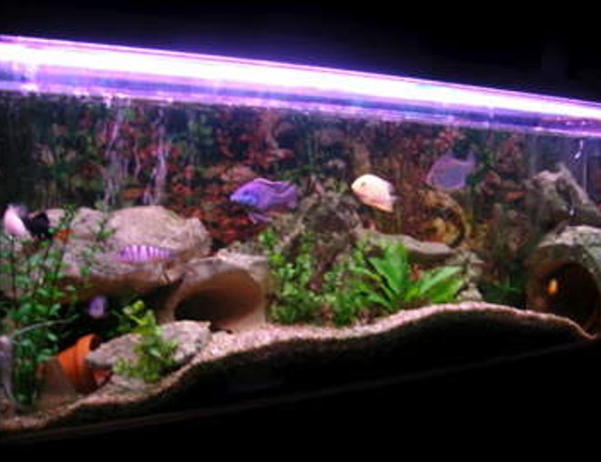 50 gallons freshwater fish tank (mostly fish and non-living decorations) - my tank now