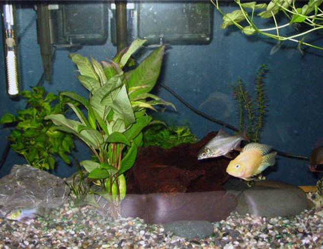 25 gallons freshwater fish tank (mostly fish and non-living decorations) - Pictures of my 25g