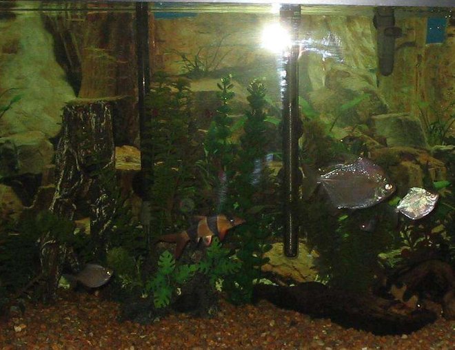 75 gallons freshwater fish tank (mostly fish and non-living decorations) - My Pride and Joy 75 Gallon, Cant get a good pictuer without reflection.