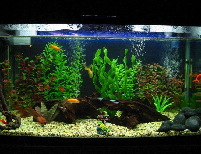 40 gallons freshwater fish tank (mostly fish and non-living decorations) - This is our first attempt at something larger than a bucket.......LOL !!!!!