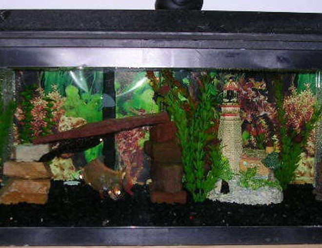 20 gallons freshwater fish tank (mostly fish and non-living decorations) - tropical fish
