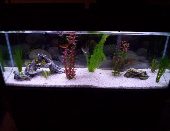 55 gallons freshwater fish tank (mostly fish and non-living decorations) - Glass 55 gallon tank. Non-living decorations
