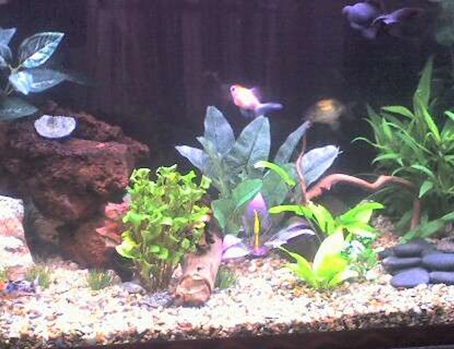 50 gallons freshwater fish tank (mostly fish and non-living decorations) - Freshwater Goldfish tank w/ live & artificial plants & rocks.