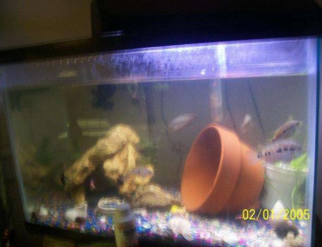 55 gallons freshwater fish tank (mostly fish and non-living decorations) - My 20gallon southamerican tank