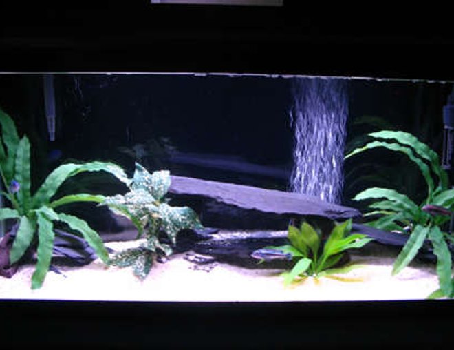 30 gallons freshwater fish tank (mostly fish and non-living decorations) - A Few Months Old