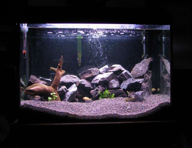 50 gallons freshwater fish tank (mostly fish and non-living decorations) - malawi tank
