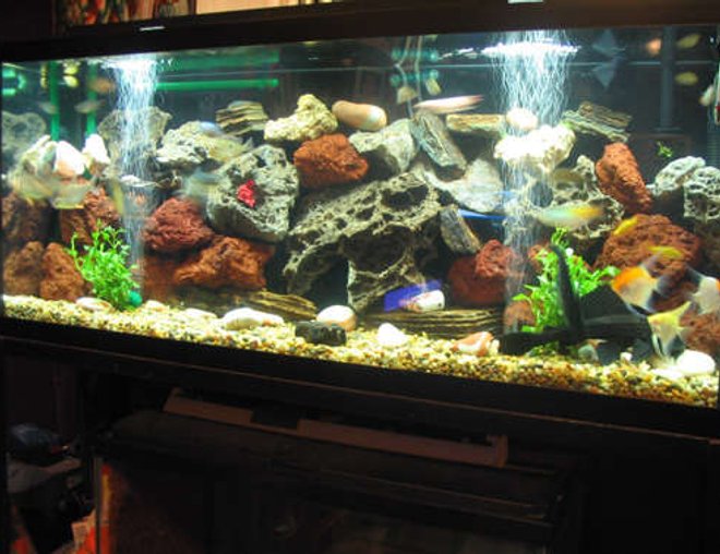 55 gallons freshwater fish tank (mostly fish and non-living decorations) - MY SECOND FAMILY