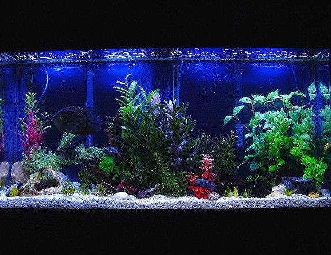 55 gallons freshwater fish tank (mostly fish and non-living decorations) - 67 gallon freshwater.
