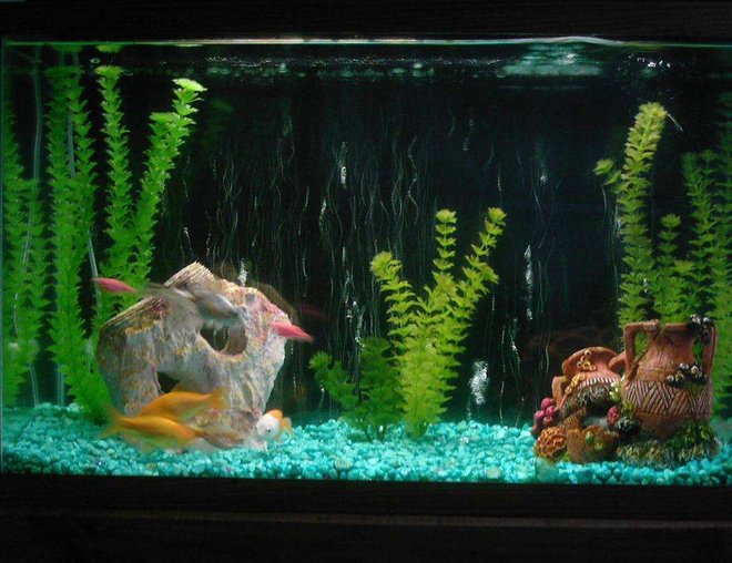 29 gallons freshwater fish tank (mostly fish and non-living decorations) - Was a "Goldfish" tank untill roommates put other fish in there!