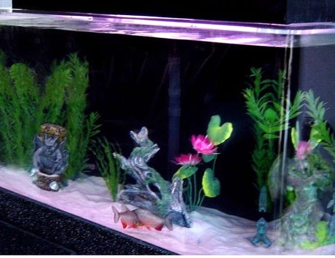 55 gallons freshwater fish tank (mostly fish and non-living decorations) - MY 55 GALLON TANK