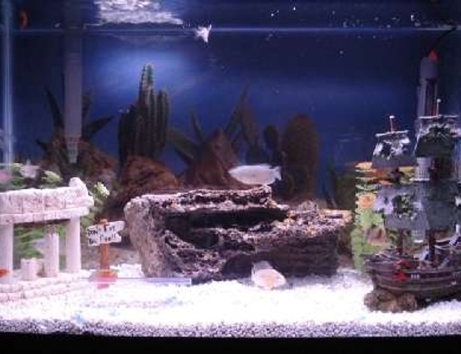 30 gallons freshwater fish tank (mostly fish and non-living decorations) - Front view of tank.