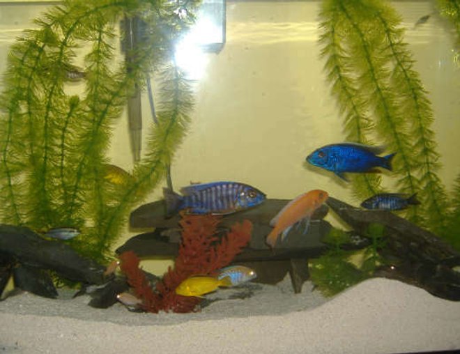 30 gallons freshwater fish tank (mostly fish and non-living decorations) - a variety of cichlids