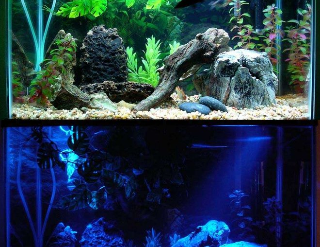 20 gallons freshwater fish tank (mostly fish and non-living decorations) - 20 Gallon tank with artificial plants and driftwood. 1 redtail shark, 2 tiger barbs, 1 albino tiger barb, 3 green tiger barbs, and 2 Gold Gouramis. Shown with daylights and moonlights on.