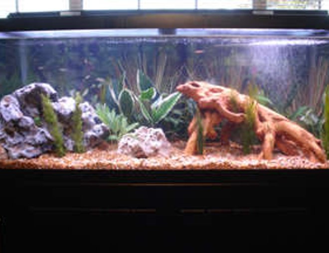 75 gallons freshwater fish tank (mostly fish and non-living decorations) - Full Tank Pic