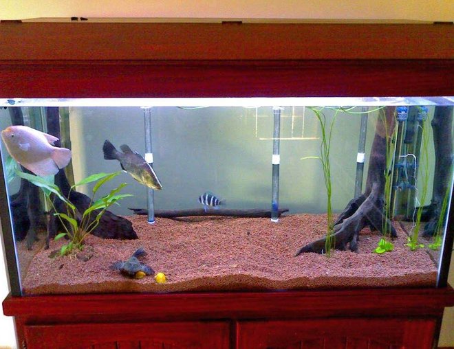 freshwater fish tank (mostly fish and non-living decorations) - a