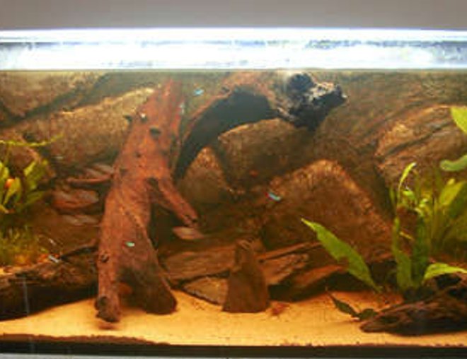65 gallons freshwater fish tank (mostly fish and non-living decorations) - My Amazon set-up...
