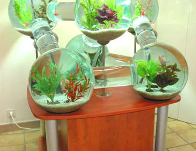 60 gallons freshwater fish tank (mostly fish and non-living decorations) - My super cool tank!!