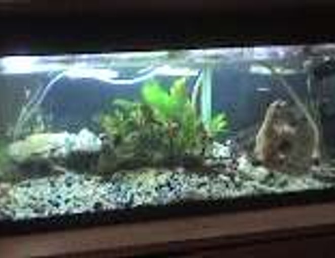 freshwater fish tank (mostly fish and non-living decorations) - t
