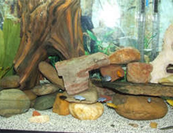 55 gallons freshwater fish tank (mostly fish and non-living decorations) - My first 55 African Cichlid Tank