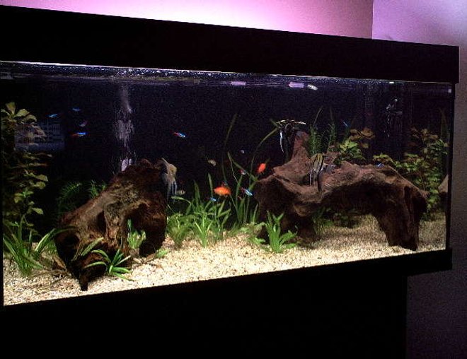 40 gallons freshwater fish tank (mostly fish and non-living decorations) - my fish tank