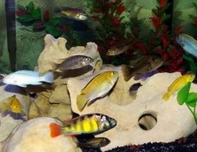 40 gallons freshwater fish tank (mostly fish and non-living decorations) - My 40G African Cichlid Tank