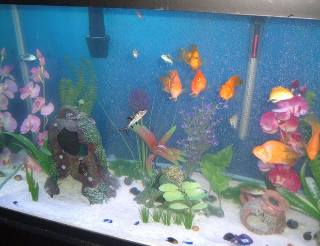 90 gallons freshwater fish tank (mostly fish and non-living decorations) - Another shot.
