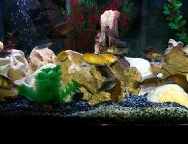 40 gallons freshwater fish tank (mostly fish and non-living decorations) - Better Picture Of My 40Gallon Wide African Cichlid Tank