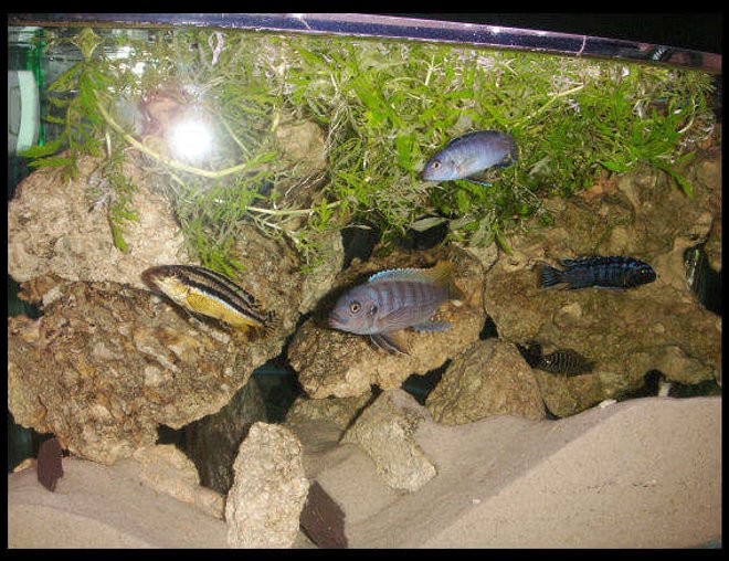 55 gallons freshwater fish tank (mostly fish and non-living decorations) - AFRICAN CICHLIDS 55 GALLON TANK