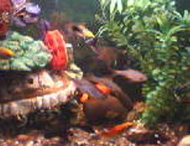 70 gallons freshwater fish tank (mostly fish and non-living decorations) - bac