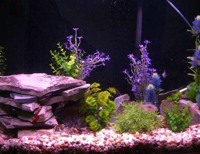 45 gallons freshwater fish tank (mostly fish and non-living decorations) - My blue setup.. Crazy fish will not stay still for a photo op :)