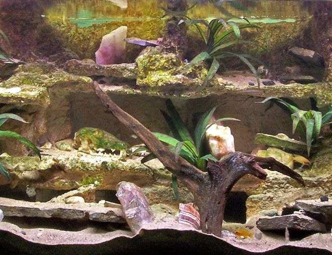 55 gallons freshwater fish tank (mostly fish and non-living decorations) - We moved into a new house and there was an odd wall in the livingroom. I decided that I would build floor to ceiling oak book shelves down that wall so of course a big box of water in the center only made sense.

I had no fish tanks so I had to build or buy everything I needed and it was up and running in a month.

It is in the wall behind my couch and is now a healthy Tanganyikan community tank.