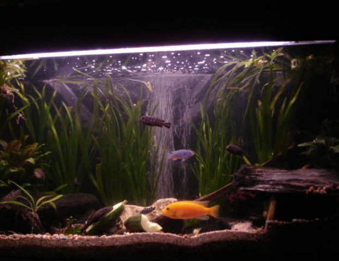 55 gallons freshwater fish tank (mostly fish and non-living decorations) - african cichlid in 55g tank with tetra holding his own.
3 yoyo, pleco 3 oto's.
2 demasoni 3 elongatus chewier red zebra (dady).