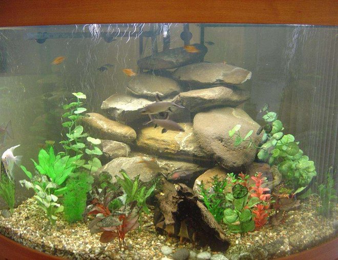 90 gallons freshwater fish tank (mostly fish and non-living decorations) - Corner tank.