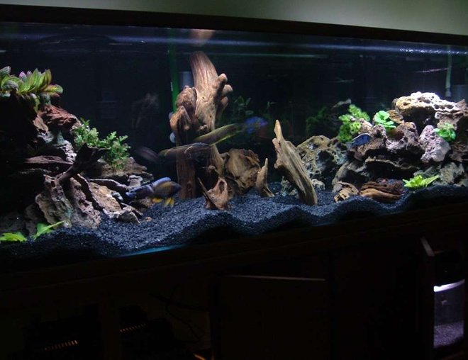 210 gallons freshwater fish tank (mostly fish and non-living decorations) - 210g Oceanic